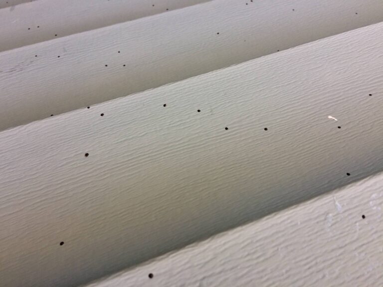 what-are-those-black-dots-on-my-siding-milwaukee-shotgun-fungus